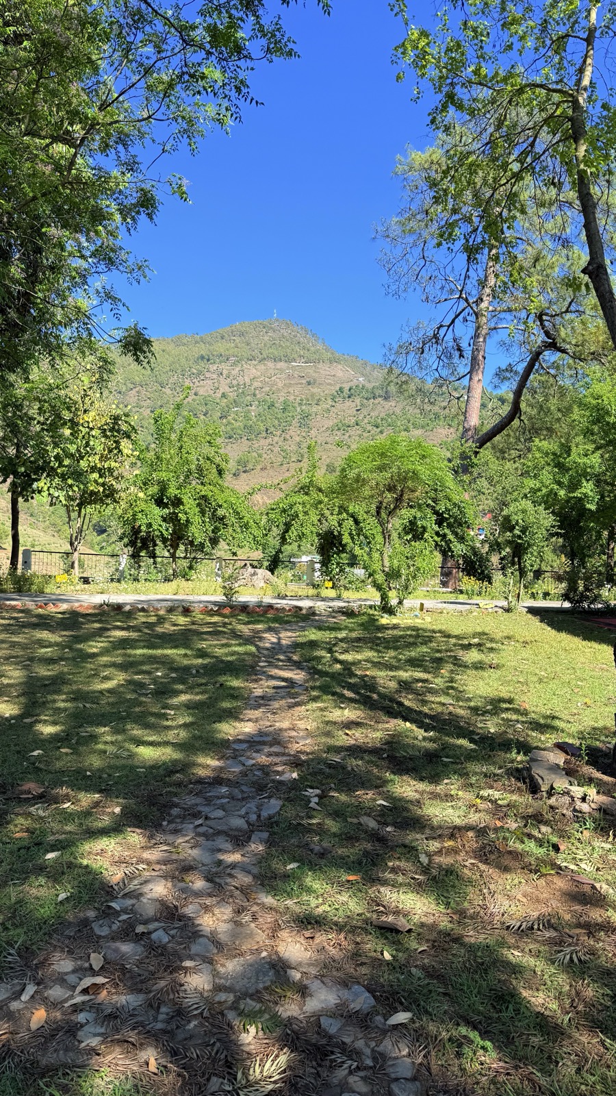 Mountain through trees